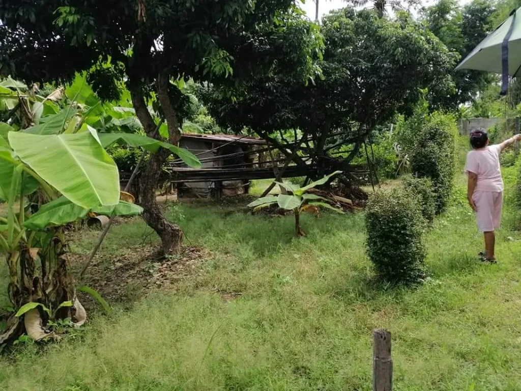 ขายที่ดินบ้านปากกองตำบลยางเนิ้งสารภี ใกล้โรงพยาบาลสารภีพร้อมโอน