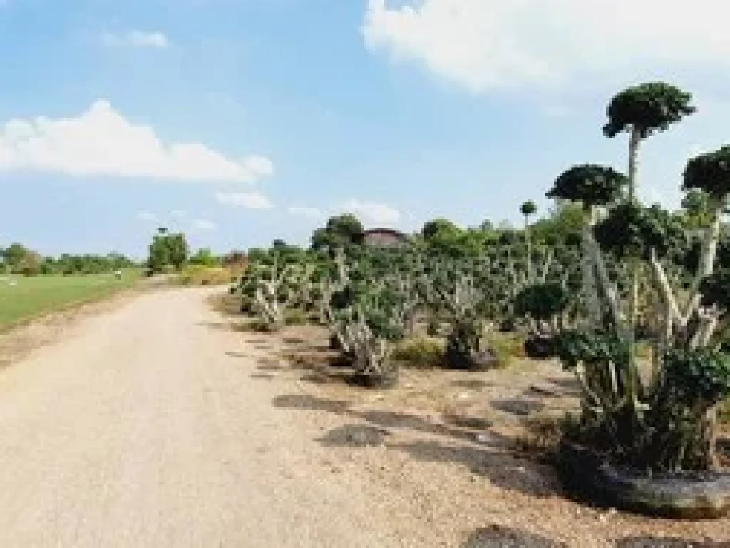 ขายที่ดินติดถนนเรียบ คลอง 12 หนองเสือ 40 ไร่ เหมาะทำจัดสรรที่ดินขาย แนวสไตล์บ้านสวน ทำการเกษตร