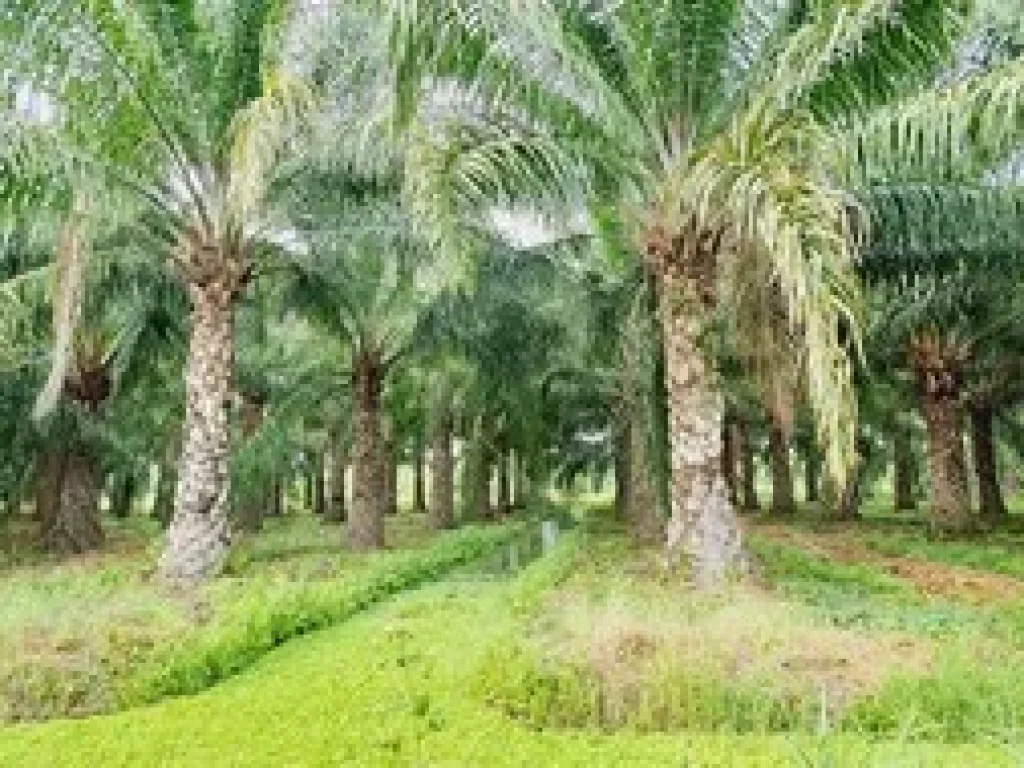 ขายสวนปาล์ม อายุ 8 ปี คลอง 11 หนองเสือ 19 ไร่ พร้อมเก็บผลผลิต มีรายได้ทุกๆเดือน