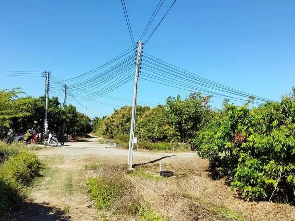 ขายที่สวนลำใยแปลงมุมติดถนนสองด้านบ้านต้นแก้วโฉนดพร้อมโอน