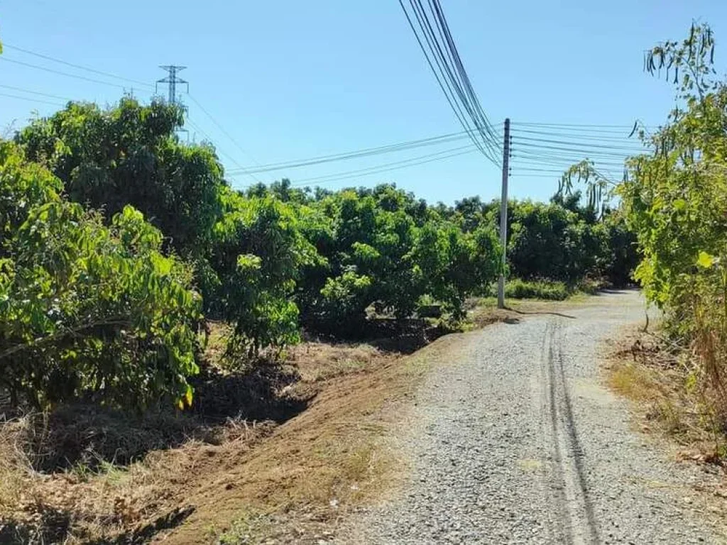 ขายที่สวนลำใยแปลงมุมติดถนนสองด้านบ้านต้นแก้วโฉนดพร้อมโอน