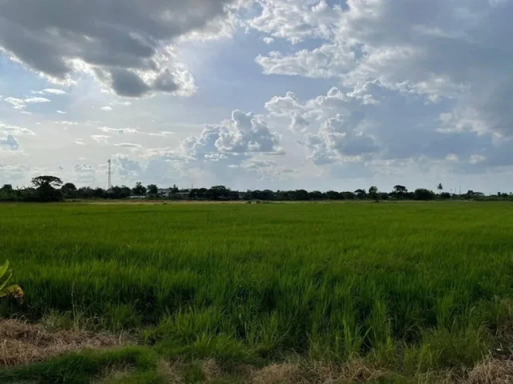 ที่ดิน ติดถนน คอกวัว-โรงโฟม ตำบลบางแม่นาง อำเภอบางใหญ่ จังหวัดนนทบุรี