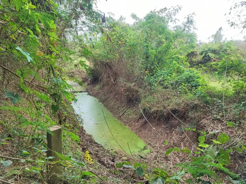 ขายที่ดินสวนเกษตร ตกลัดหลวง 3-3-62 ไร่ น้ำห้วยสาธารณะ ไฟฟ้า