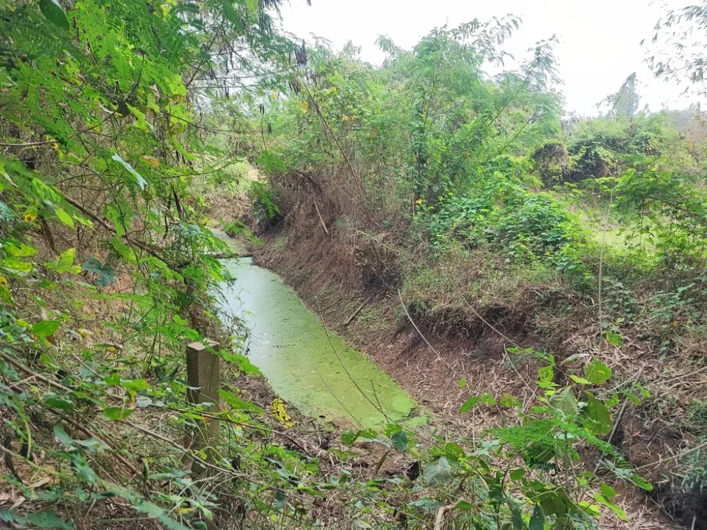 ขายที่ดินสวนเกษตร ตกลัดหลวง 3-3-62 ไร่ น้ำห้วยสาธารณะ ไฟฟ้า