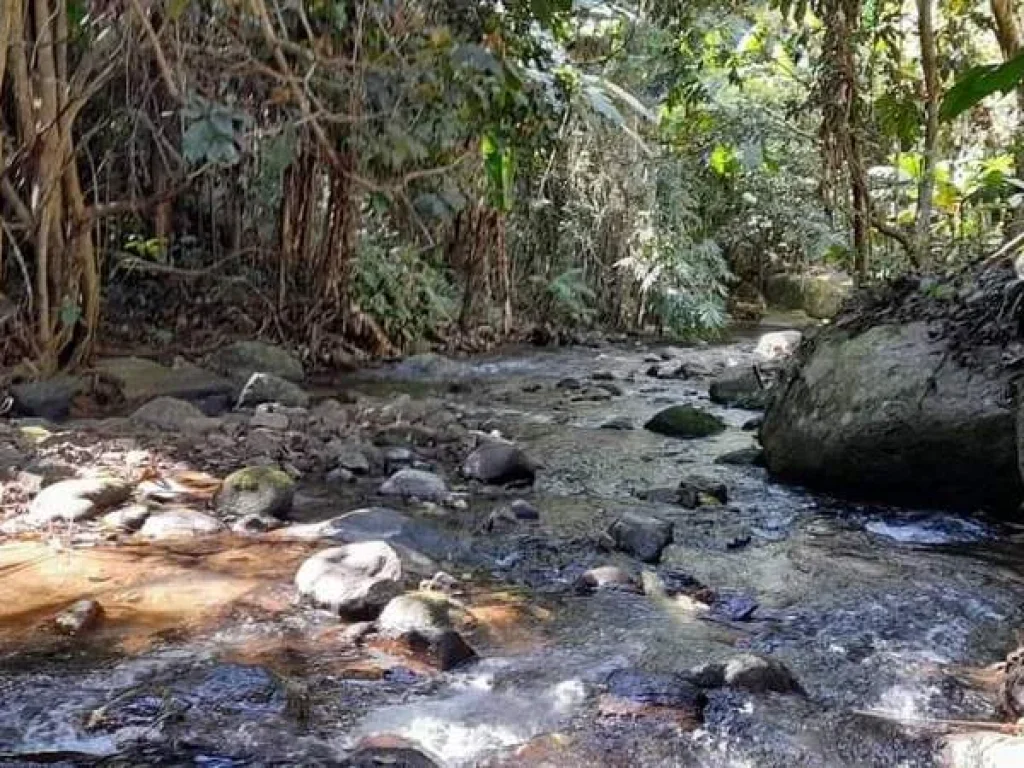 ขายที่ดินหน้าติดถนนลาดยางหลังติดลำธารน้ำเทพเสด็จเอกสารใบ สค1