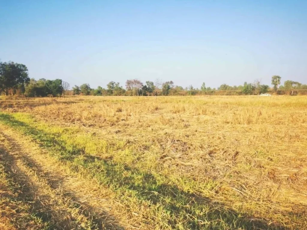 ขายที่ดิน 18 ไร่ ตำบลบ้านจั่น อำเภอเมือง จังหวัดอุดรธานี