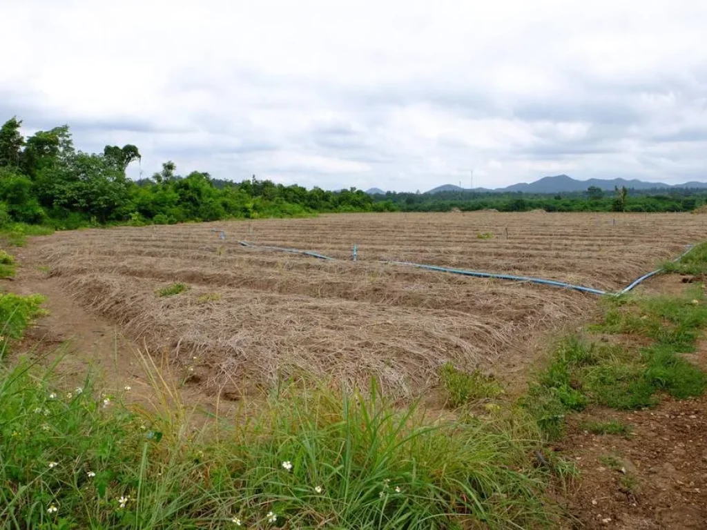 ไร่ละ 280000 ขายที่ดิน ตนครเจดีย์ อป่าซาง จลำพูน 76 ไร่ 3 งาน 28 ตรว เหมาะทำการเกษตร มีระบบน้ำและน้ำบาดาล ติดถนนคอนกรีต600ม ล้อมด้วยวิวภูเขา