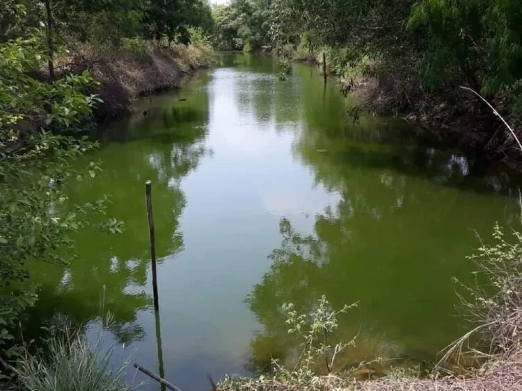 ที่ดินติดถนนหลวง 67 ไร่ หน้ากว้าง 180 เมตร บางกระเจ็ด บางคล้า แปดริ้ว ไม่รับนายหน้า