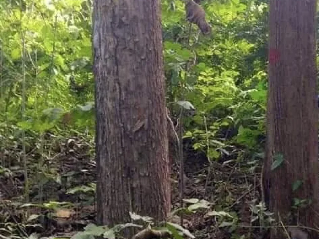 ขายที่ดินพร้อมป่าไม้สัก อายุกว่า25ปี จังหวัดกาญจนบุรี teakwood plantation for sale