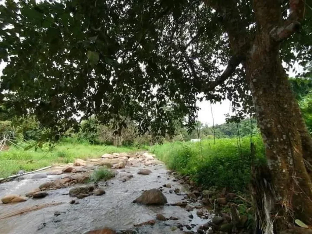 ขายบ้านหลวงข้าวสร้างใหม่ติดลำธารน้ำไหลผ่านดอยสะเก็ตโฉนดพร้อมโอน