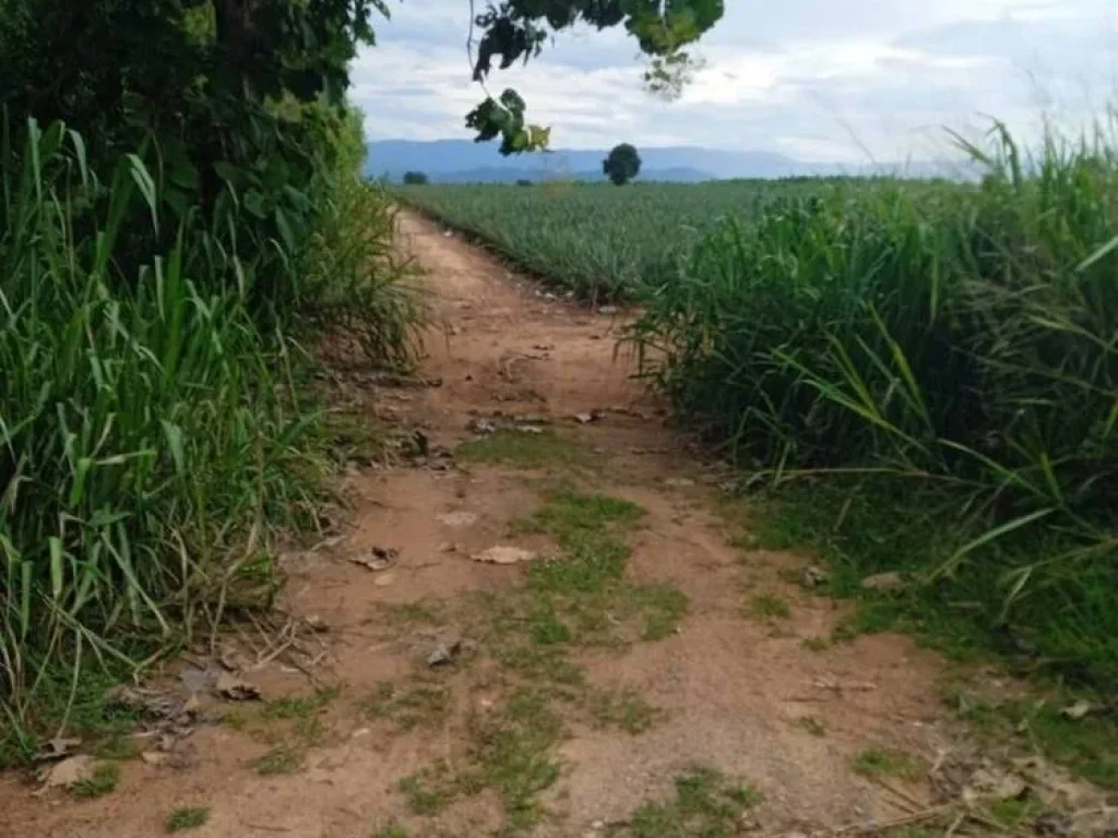 ขายที่ดิน วิวภูเขาทำเลทอง 15 ไร่ ตำบลหลุมรัง อำเภอบ่อพลอย จังหวัดกาญจนบุรี