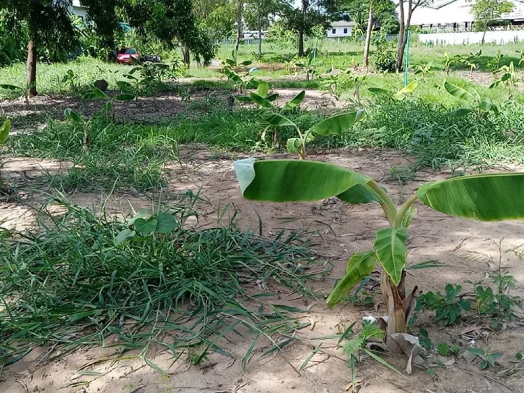 ประกาศให้เช่าที่ดินถมแล้วติดถนนหลัก นนทบุรีปทุมธานี ขนาด 9 ไร่ อเมืองปทุมธานี