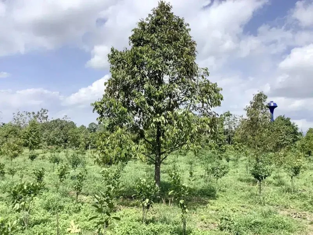 ขายที่สวนทุเรียนปราจีนบุรี 3 ไร่ 2 งาน 89 ตรว ตำบลดงขี้เหล็ก อำเภอเมืองปราจีนบุรี