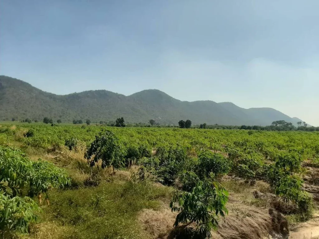 ขายที่ดินแปลงสวย ที่ดินจัดสรร สวนเกษตร อำเภอเลาขวัญ จังหวัดกาญจนบุรี