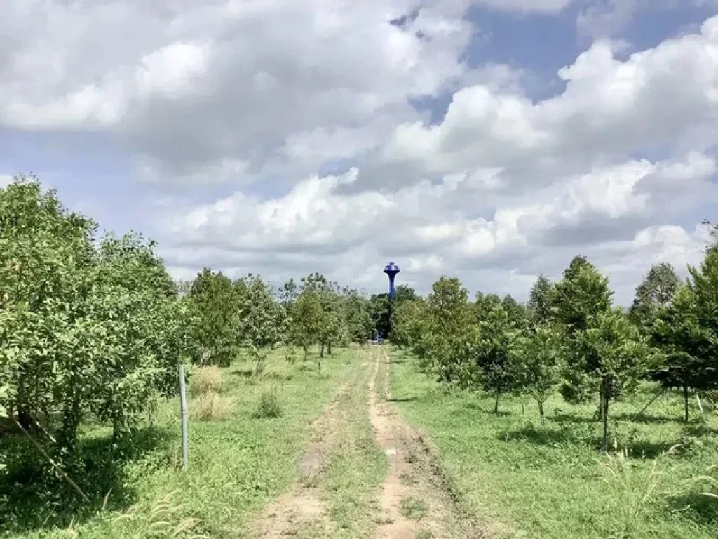 ขายที่สวนทุเรียนปราจีนบุรี 3 ไร่ 2 งาน 89 ตรว ตำบลดงขี้เหล็ก อำเภอเมืองปราจีนบุรี