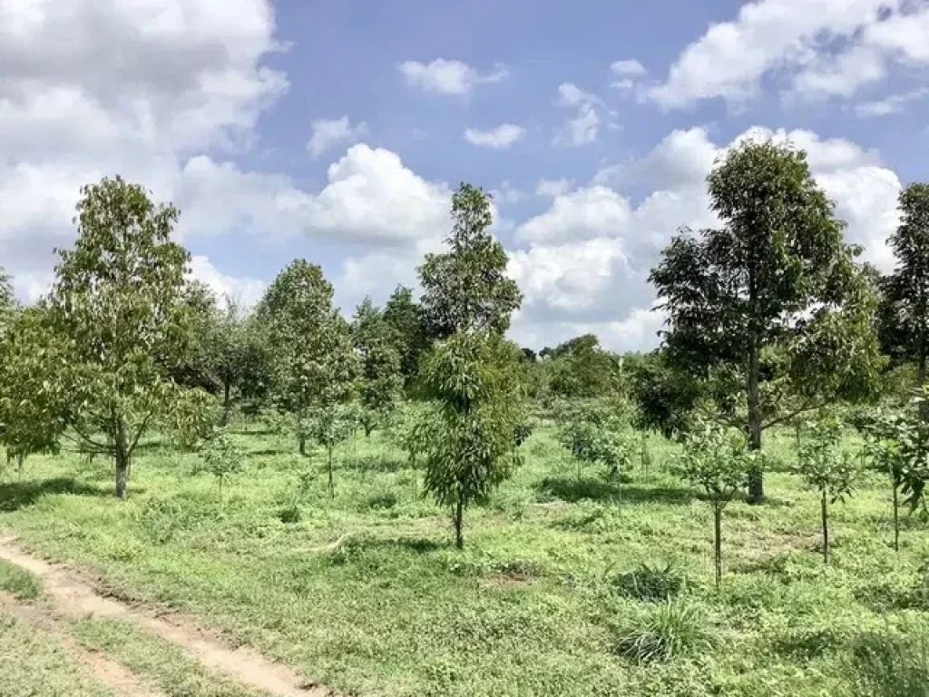 ขายที่สวนทุเรียนปราจีนบุรี 3 ไร่ 2 งาน 89 ตรว ตำบลดงขี้เหล็ก อำเภอเมืองปราจีนบุรี