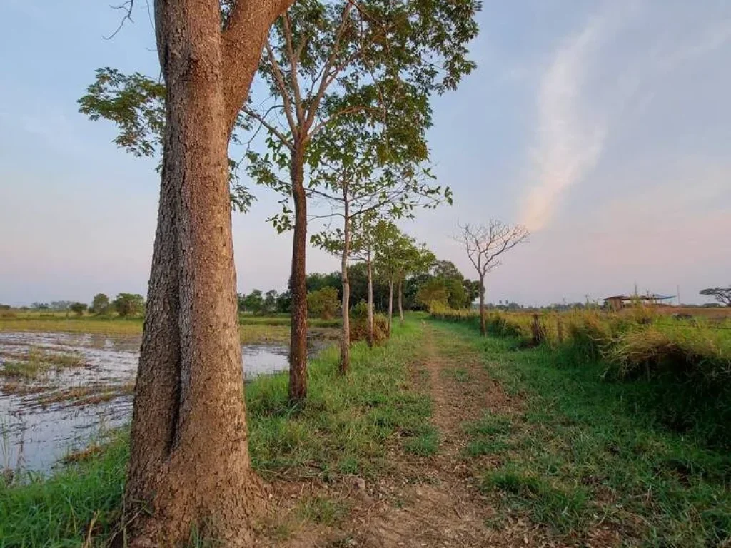 ขายที่ดินในตัวเมือง บรรยากาศดี ที่สวย เหมาะสำหรับทำหมู่บ้านจัดสรร รีสอร์ท หรือทำธุรกิจได้หลายอย่าง อเมือง จชัยภูมิ