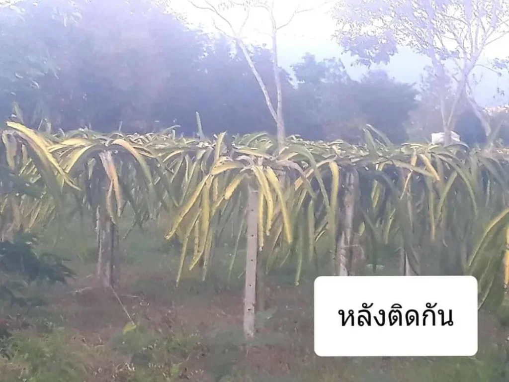 ขายที่เขาใหญ่ 28 ไร่ ขายถูกไร่ละ 1000000 คลองม่วง วังไทร เขาใหญ่ ปากช่อง ติดถนนดำ วิวเขาสวยมาก ติด harmony เหมาะทำจัดสรร ซื้อเก็บ ที่สวย ถูกมาก