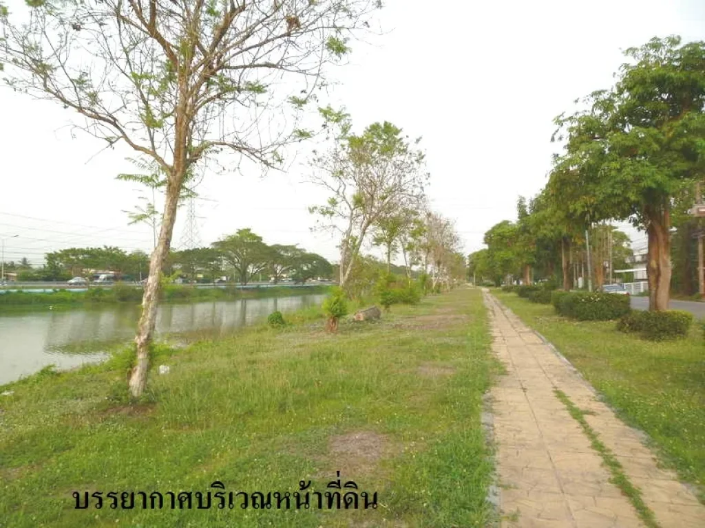 ขายที่ดิน 41 ตรวปทุมธานี ธัญบุรี ติดถนนคลองรังสิต-นครนายก คลอง 12 สำหรับปลูกบ้าน เปิดร้านขายของ เจ้าของขายเอง พร้อมโอน