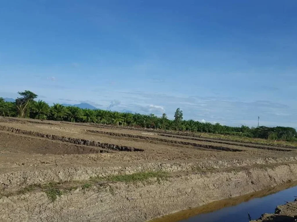 ขายที่ดินโฉนด 20ไร่ ราคาถูก ต่อรองได้ พื้นที่อุดมสมบูรณ์มาก ตท่าไร่ จนครศรีธรรมราช