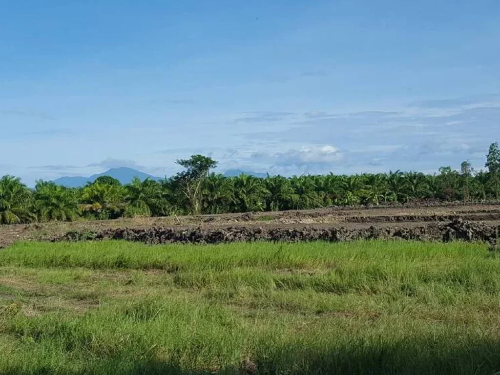 ขายที่ดินโฉนด 20ไร่ ราคาถูก ต่อรองได้ พื้นที่อุดมสมบูรณ์มาก ตท่าไร่ จนครศรีธรรมราช