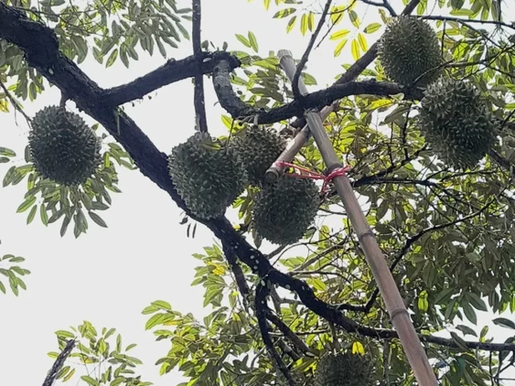 ด่วนขายถูก ที่ดินโฉนดสวนผสมทุเรียนหมอนทอง ระยอง ติดถนนลาดยาง ไร่ละไม่ถึงล้าน