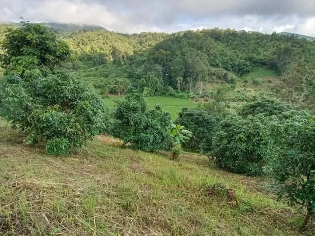 ขายที่ดินวิวเนินดอยแม่วางแม่วินติดลำห้วยโฉนดพร้อมโอน