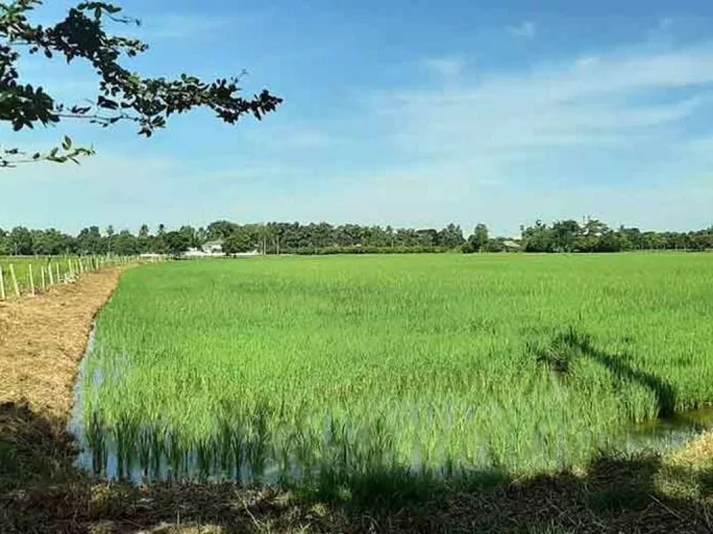 ขายที่ดินติดถนน 340 เหมาะทำการเกษตร ศรีประจันต์ สุพรรณบุรี