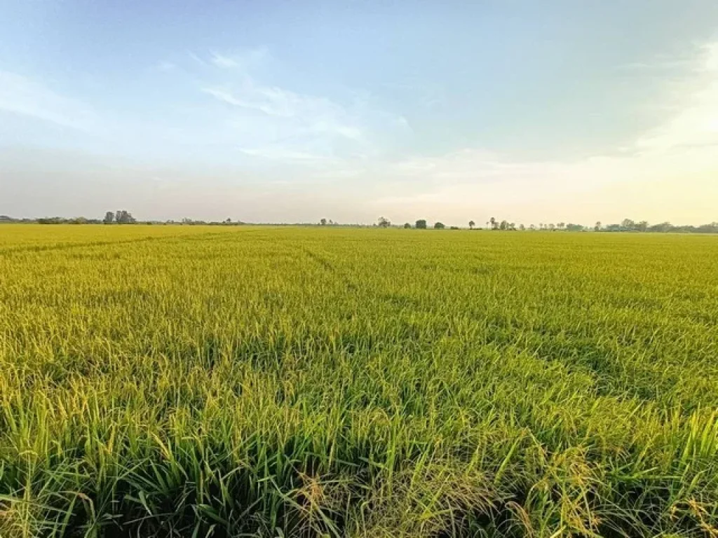 ด่วน ขายที่นา สวย ทำเลสุดปัง อำเภอ อู่ทอง สุพรรรบุรี