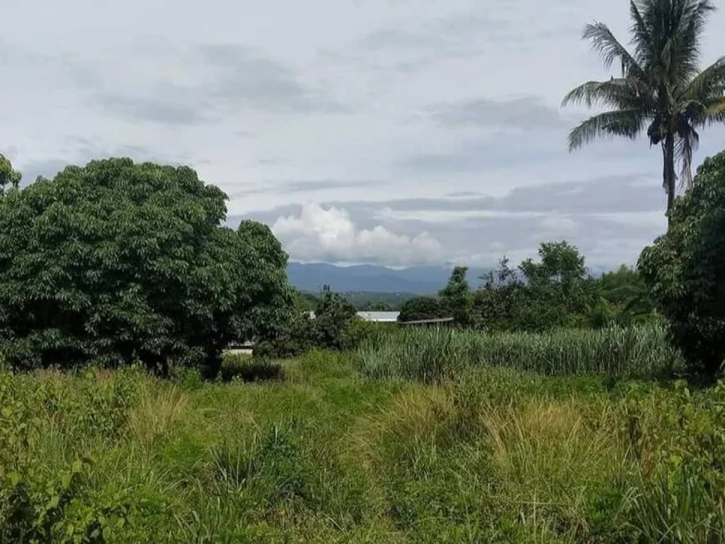 ขายที่ดินบ้านแม่แฝกสันทรายใกล้เมืองโฉนดพร้อมโอนราคาถูก