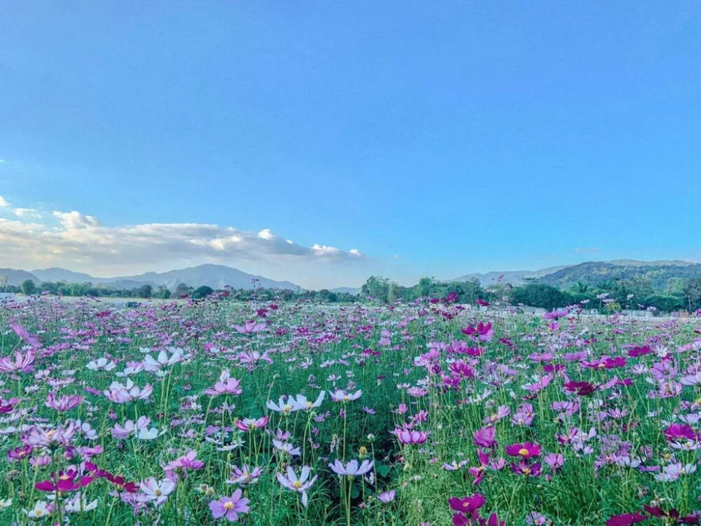 ที่ดินวิวสวย หาที่ไหนไม่ได้อีกแล้ว วิวดอกไม้ ทุ่งนา และภูเขา ตำบลสาริกา เมืองนครนายก 1 ไร่