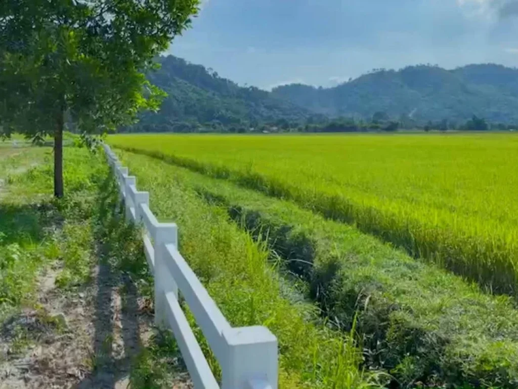 ที่ดินวิวสวย หาที่ไหนไม่ได้อีกแล้ว วิวดอกไม้ ทุ่งนา และภูเขา ตำบลสาริกา เมืองนครนายก 1 ไร่