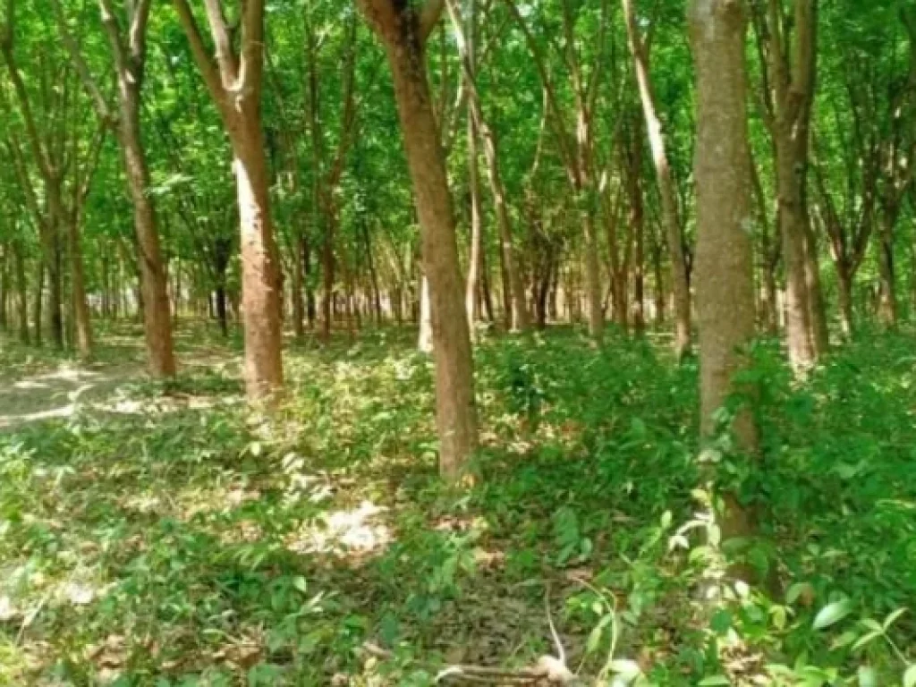 ขาย ที่ดิน ทำเลเยี่ยม ติดถนนมิตรภาพ กุมภวาปี อุดรธานี