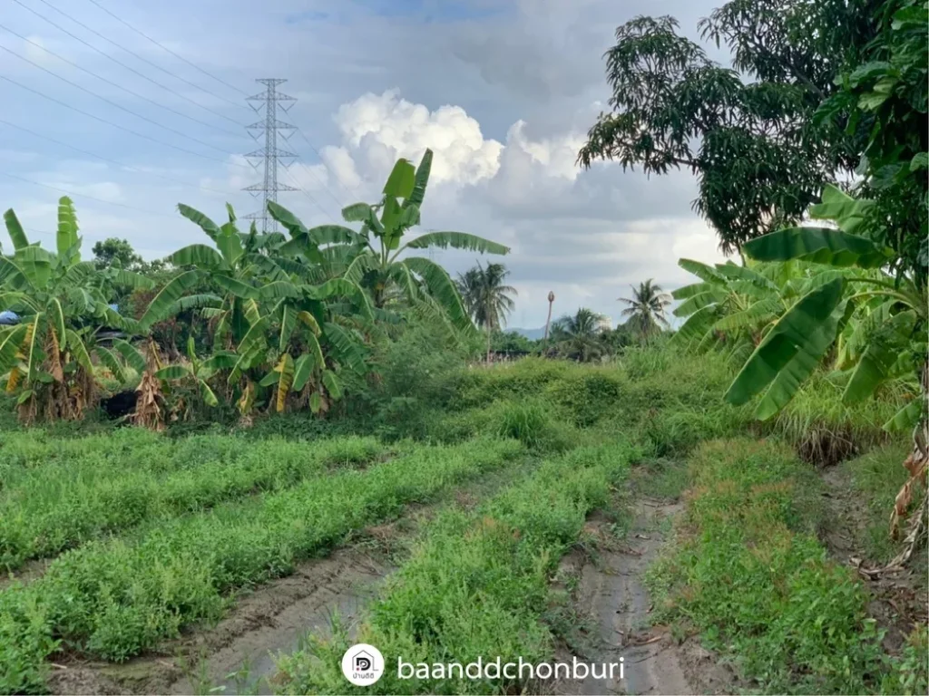 ขายที่ดินสวย ที่สุดการทำเล ติดถนน เดินทางสะดวก เมืองบางแสน ชลบุรี