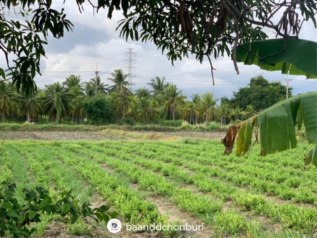 ขายที่ดินสวย ที่สุดการทำเล ติดถนน เดินทางสะดวก เมืองบางแสน ชลบุรี