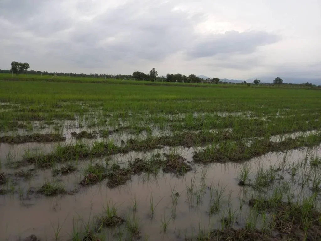 ขายที่ดิน 13ไร่ 83ตรวอปากพลี จนครนายก ใกล้ถนนสุวรรณศร