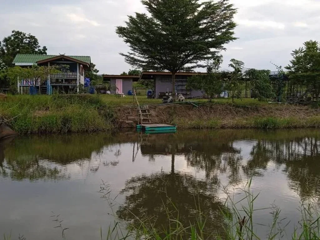 ขายสวนมะม่วง ส้มโอทับทิมสยาม บ้าน น้ำไฟพร้อม นครราชสีมา