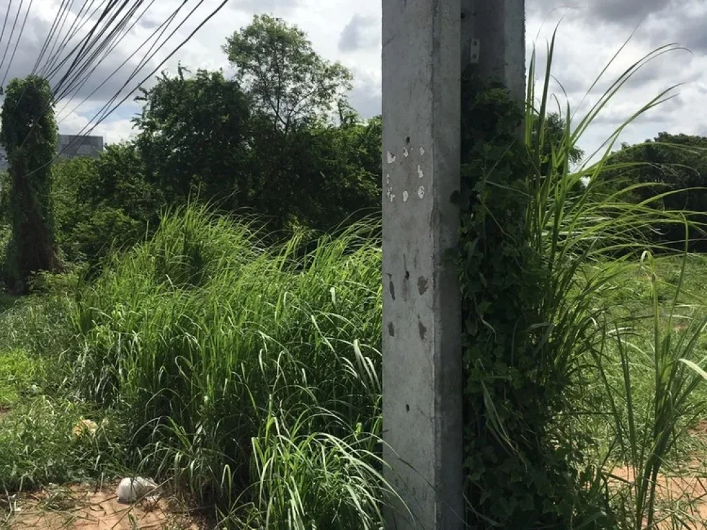 ขายที่ดิน 13 ไร่เศษ ใกล้วิหารหลวงพ่อโต วัดสรพงษ์ ติดถนนมิตรภาพ ตมะเกลือใหม่ อสูงเนิน ไร่ละ 3 ล้าน ด้านหลังติดคลอง