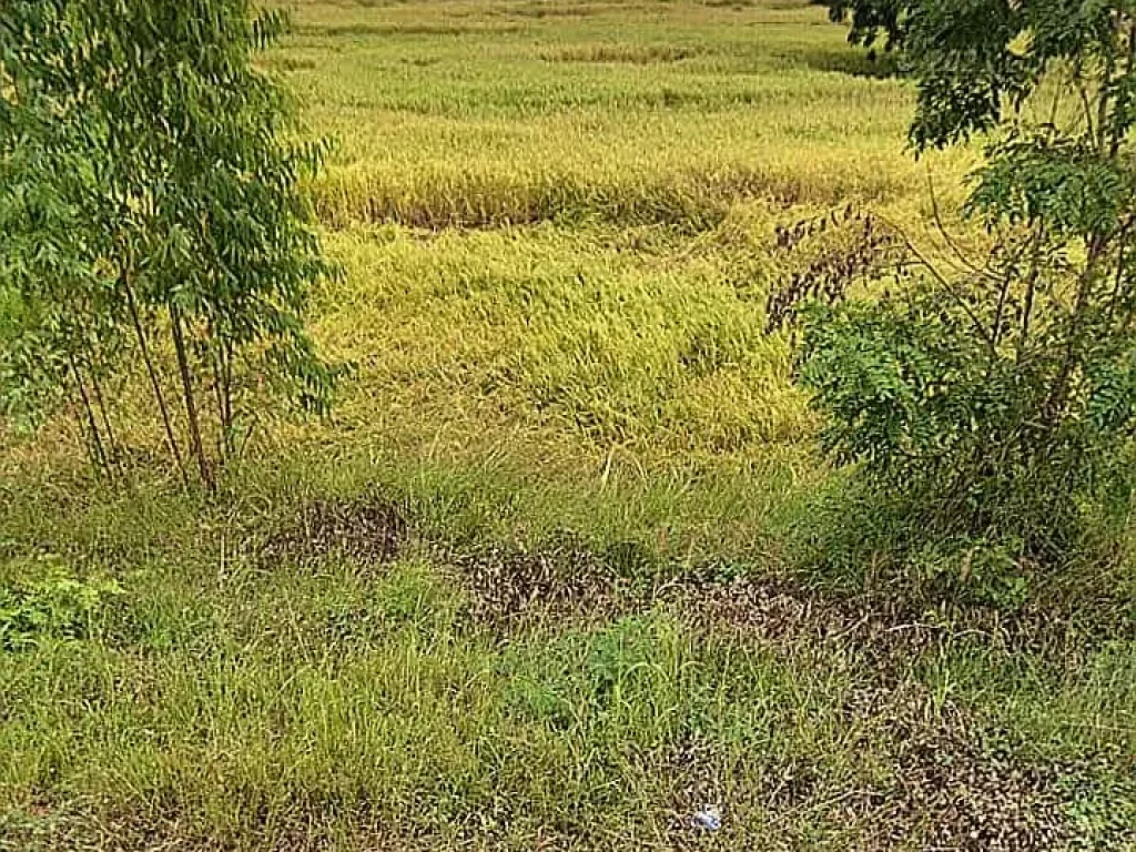 ที่นาติดถนนลาดยาง ราคาถูก ใกล้ชุมชน อเมือง บุรีรัมย์