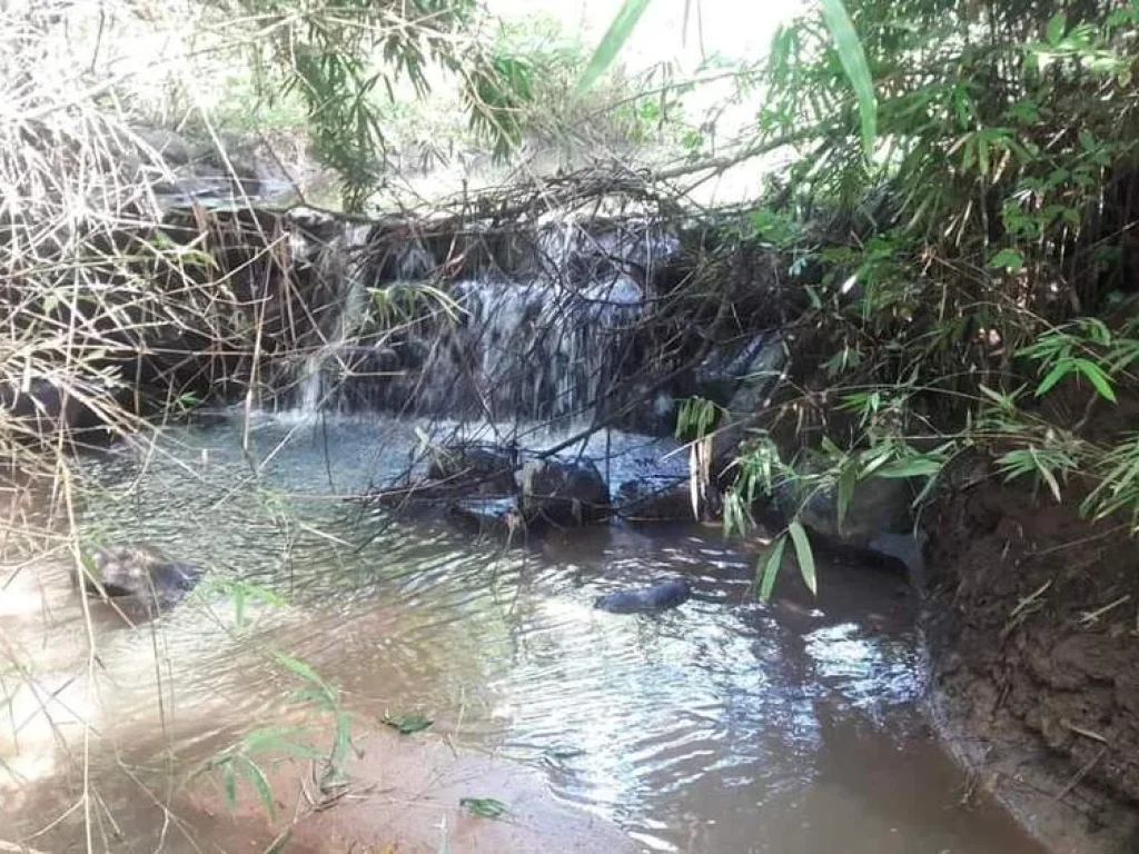 ขายที่ดิน ติดน้ำตกเฒ่าโต้ อยู่ในเขตเทศบาลหนองบัวลำภู