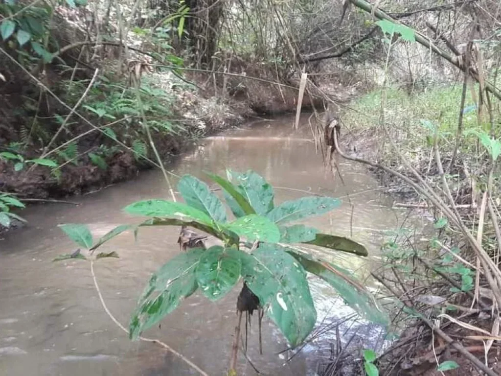 ขายที่ดิน ติดน้ำตกเฒ่าโต้ อยู่ในเขตเทศบาลหนองบัวลำภู