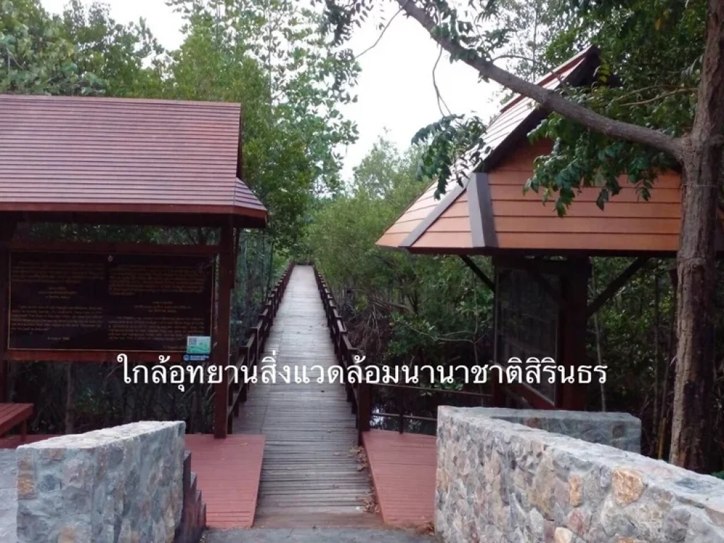 ขาย ที่ดิน ใกล้ทะเล 700 เมตร ซอยชะอำ 51 จังงหวัดเพชรบุรี