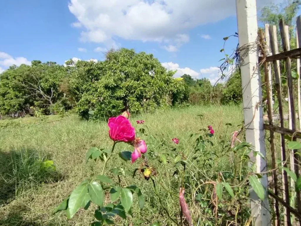 ขายสวนลำไยแปลงเล็ก บ้านหนองผ้าขาว ตน้ำดิบ อป่าซาง จลำพูน