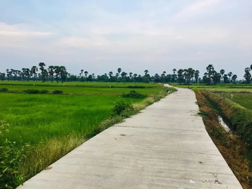 ที่ดินสวยวิวภูเขาทุ่งนาป่าตาล ในชุมชน อุดมสมบูรณ์ 3ไร่2งาน93ตรว หน้ากว้างติดถนน-คลอง ใกล้ไฟฟ้า-ประปา