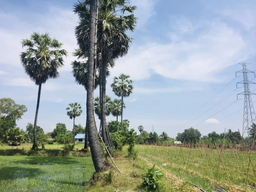 ที่ดินสวย วิวภูเขา ทุ่งนาป่าตาล บรรยากาศดีอุดมสมบูรณ์ 2ไร่68ตรว ในชุมชน-ติดถนน-คลอง-หมู่บ้าน-แหล่งเที่ยว