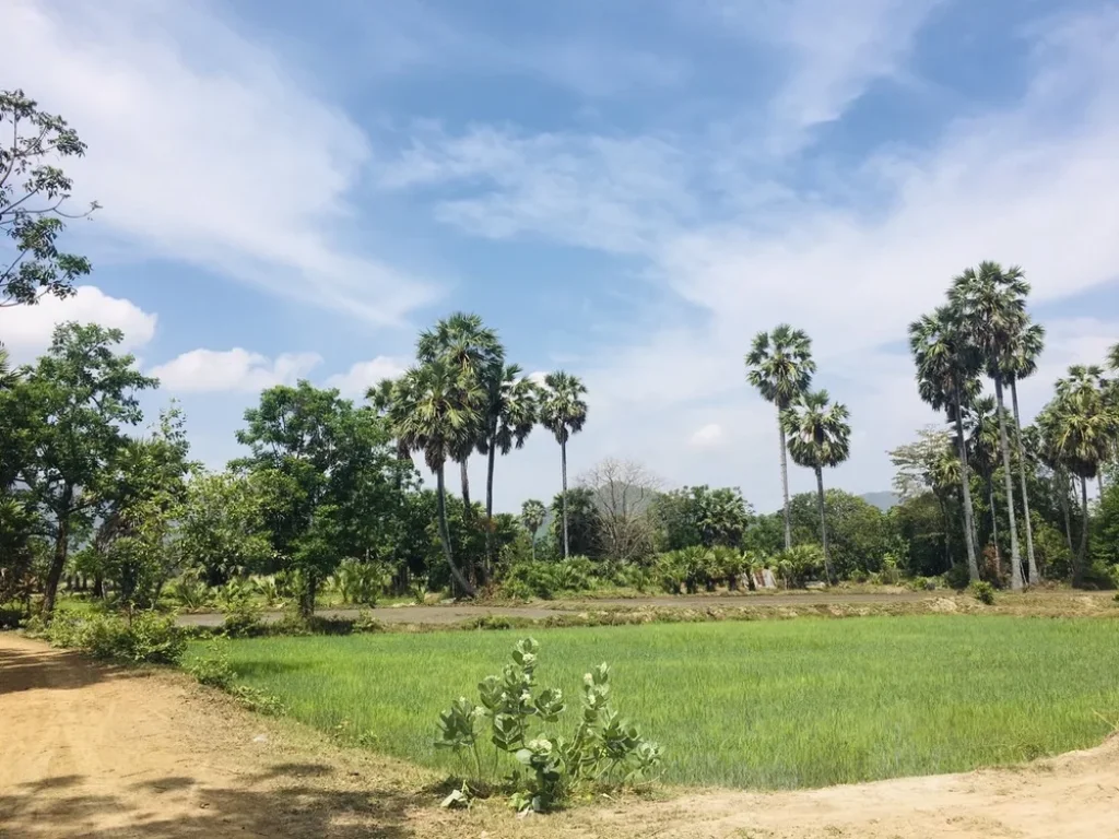 ที่ดินสวย วิวภูเขา ทุ่งนาป่าตาล บรรยากาศดีอุดมสมบูรณ์ 2ไร่68ตรว ในชุมชน-ติดถนน-คลอง-หมู่บ้าน-แหล่งเที่ยว