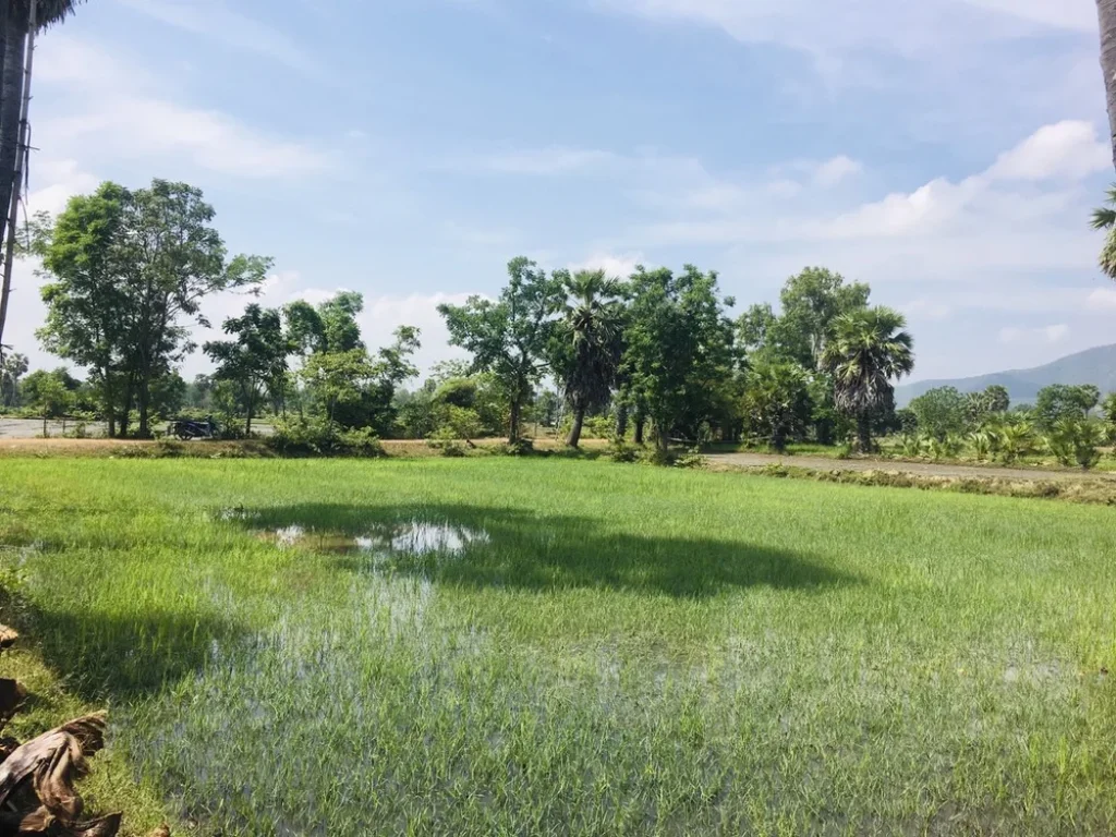 ที่ดินสวย วิวภูเขา ทุ่งนาป่าตาล บรรยากาศดีอุดมสมบูรณ์ 2ไร่68ตรว ในชุมชน-ติดถนน-คลอง-หมู่บ้าน-แหล่งเที่ยว