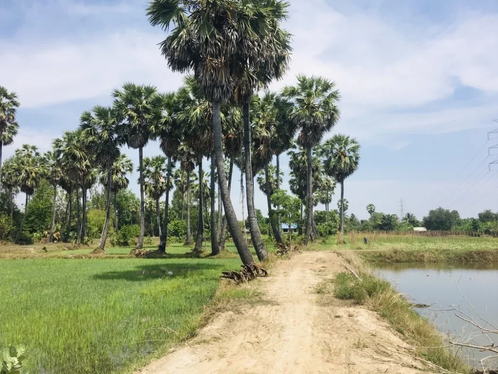 ที่ดินสวย วิวภูเขา ทุ่งนาป่าตาล บรรยากาศดีอุดมสมบูรณ์ 2ไร่68ตรว ในชุมชน-ติดถนน-คลอง-หมู่บ้าน-แหล่งเที่ยว