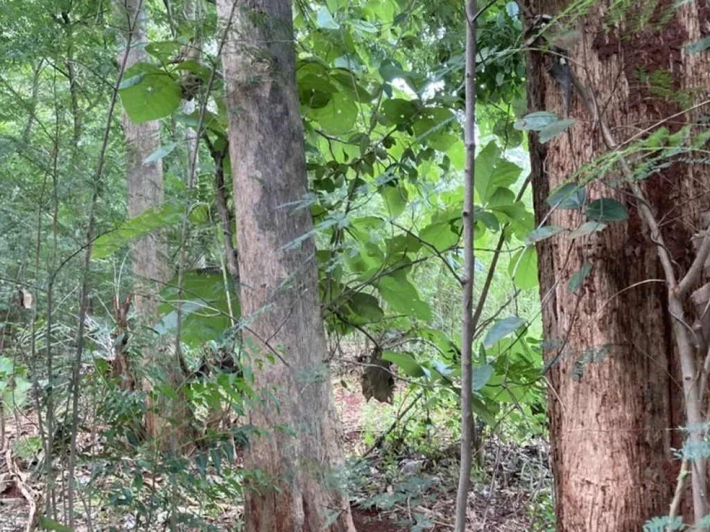 ขายที่ดินมีโฉนดลพบุรีราคาถูกติดทางหลวงพร้อมสวนป่าสักอายุ 20 ปี