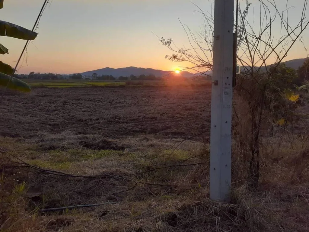 ขายที่นาใกล้สะพานมิตรภาพไทย-ลาว บ้านสถาน ตสถาน อเชียงของ จเชียงราย